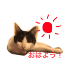 山口家のアニマルズ（個別スタンプ：9）