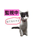 山口家のアニマルズ（個別スタンプ：17）