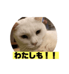 山口家のアニマルズ（個別スタンプ：18）