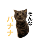 山口家のアニマルズ（個別スタンプ：28）