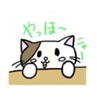 ねこ1 日常で使えるもの笑笑（個別スタンプ：16）