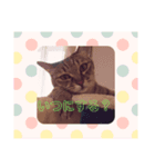 マイねこ（個別スタンプ：2）