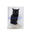 マイねこ（個別スタンプ：4）