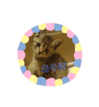 マイねこ（個別スタンプ：5）
