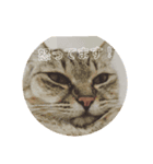 マイねこ（個別スタンプ：7）