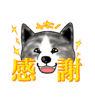 秋田犬LOVE 2（個別スタンプ：7）