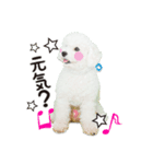 こぶた＆おーじ(メッセージ1)（個別スタンプ：1）