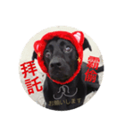 黒犬 HOPE 日常（個別スタンプ：1）