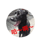 黒犬 HOPE 日常（個別スタンプ：3）