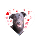 黒犬 HOPE 日常（個別スタンプ：5）