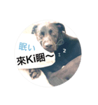 黒犬 HOPE 日常（個別スタンプ：6）