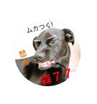 黒犬 HOPE 日常（個別スタンプ：7）