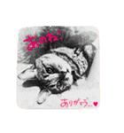 捨て猫様を拾ったらアタシ幸せになったよ★（個別スタンプ：9）
