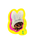 捨て猫様を拾ったらアタシ幸せになったよ★（個別スタンプ：14）