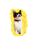 捨て猫様を拾ったらアタシ幸せになったよ★（個別スタンプ：23）