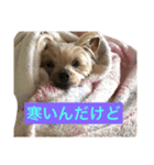 なまら可愛いヨーキースタンプ（個別スタンプ：8）
