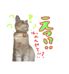 ちゃとらのチロルの日常2（個別スタンプ：6）