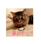虎丸ちゃん（個別スタンプ：1）