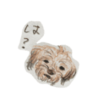 犬のせんぱい ボーダーテリア（個別スタンプ：1）