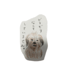 犬のせんぱい ボーダーテリア（個別スタンプ：3）