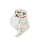 犬のせんぱい ボーダーテリア（個別スタンプ：12）