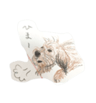 犬のせんぱい ボーダーテリア（個別スタンプ：14）