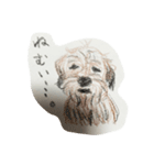 犬のせんぱい ボーダーテリア（個別スタンプ：16）