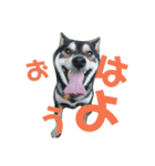 シバ（個別スタンプ：1）