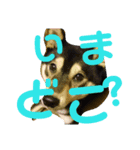 シバ（個別スタンプ：3）