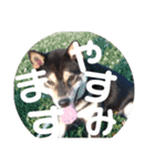 シバ（個別スタンプ：5）