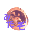 シバ（個別スタンプ：6）