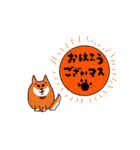 柴犬モモコと仲間たち（個別スタンプ：1）