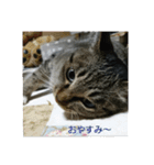 猫屋敷 わさりりあん（個別スタンプ：2）