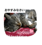 猫屋敷 わさりりあん（個別スタンプ：3）