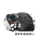 猫屋敷 わさりりあん（個別スタンプ：4）