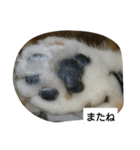 猫屋敷 わさりりあん（個別スタンプ：5）