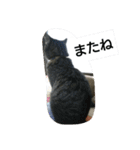 猫屋敷 わさりりあん（個別スタンプ：6）