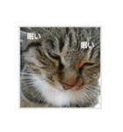 猫屋敷 わさりりあん（個別スタンプ：7）