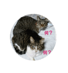 猫屋敷 わさりりあん（個別スタンプ：8）