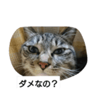 猫屋敷 わさりりあん（個別スタンプ：10）