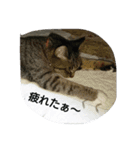 猫屋敷 わさりりあん（個別スタンプ：11）