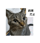 猫屋敷 わさりりあん（個別スタンプ：12）
