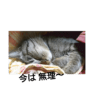 猫屋敷 わさりりあん（個別スタンプ：16）
