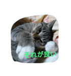 猫屋敷 わさりりあん（個別スタンプ：20）