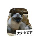 猫屋敷 わさりりあん（個別スタンプ：21）