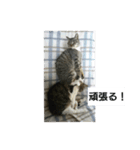 猫屋敷 わさりりあん（個別スタンプ：22）