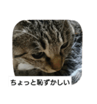 猫屋敷 わさりりあん（個別スタンプ：23）