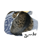 猫屋敷 わさりりあん（個別スタンプ：24）