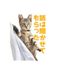 うちの猫、時々犬（個別スタンプ：1）