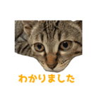 うちの猫、時々犬（個別スタンプ：2）